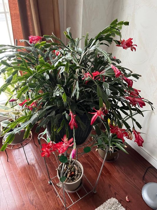 Sustaining your Indoor Plants : A Complete Guide to Greenery Indoors