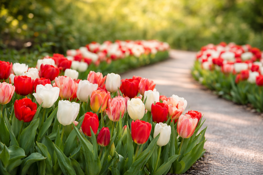 The Best Bulbs to Plant for a Fantastic Spring