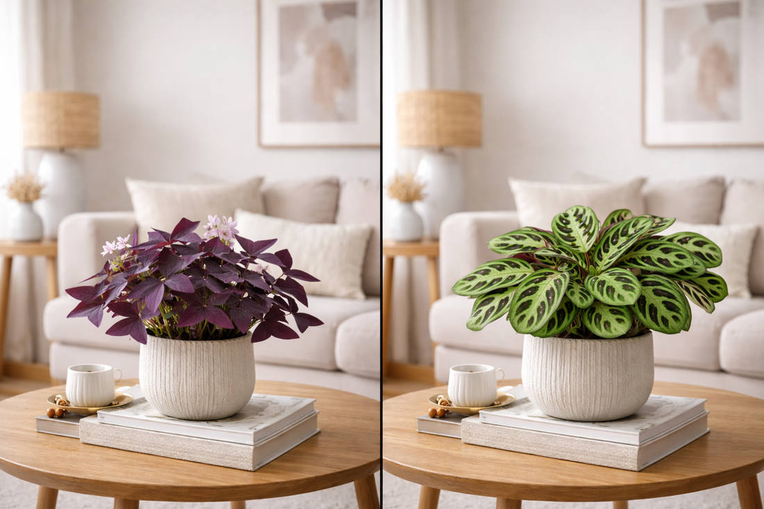 Best Indoor Plants to Brighten your Home in Winter