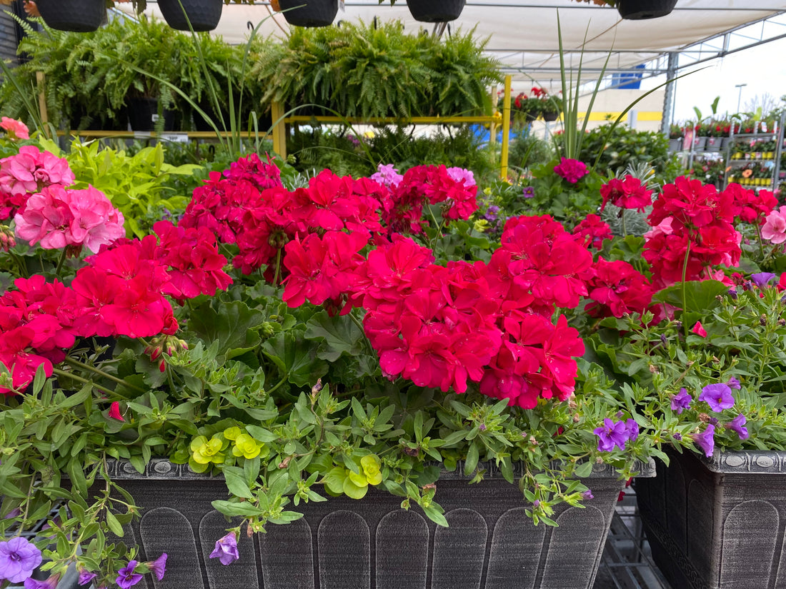 Best Plants for Flower Boxes