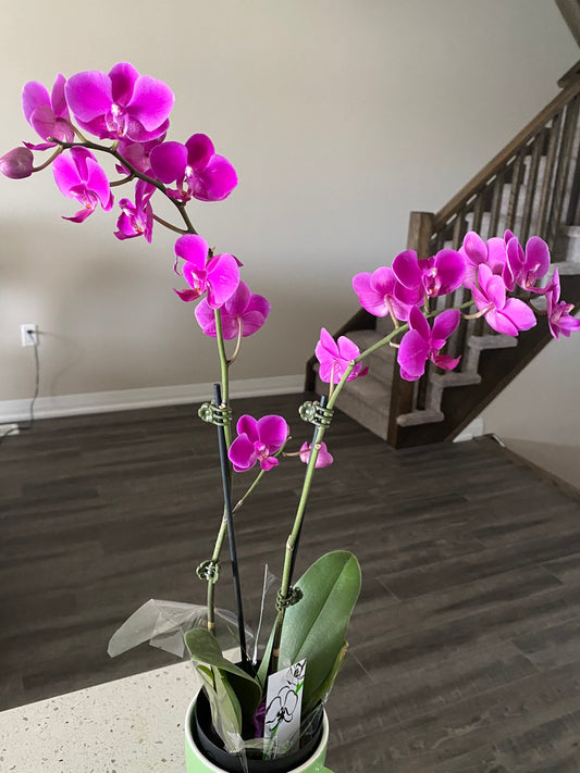 Growing Orchids