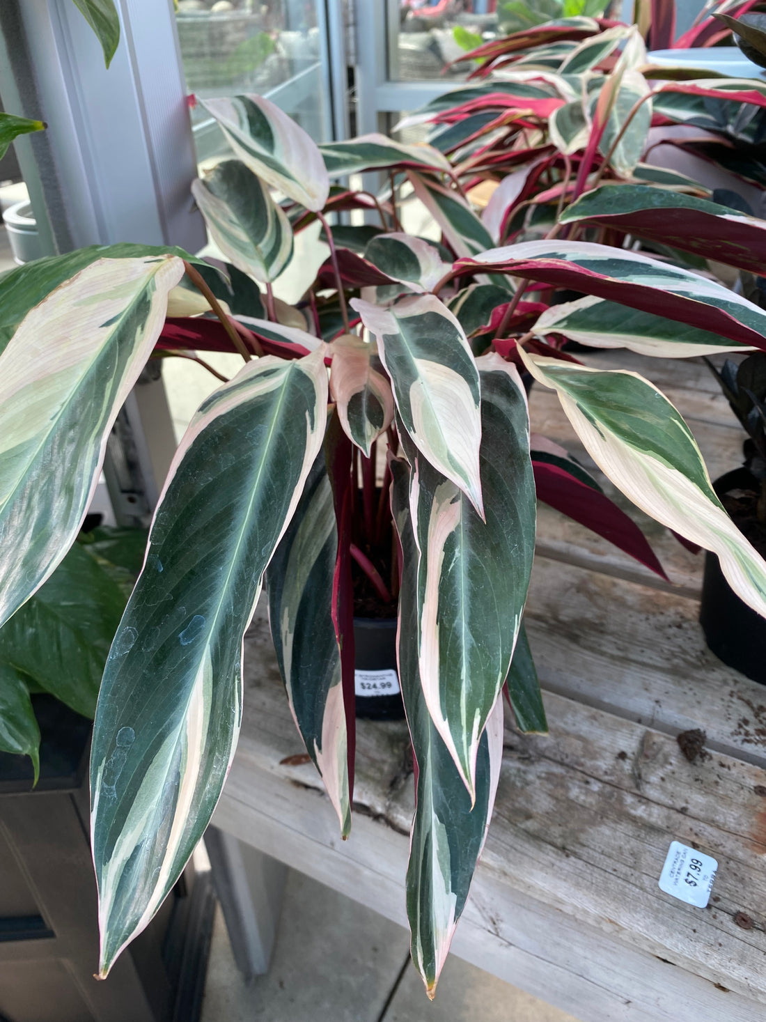 Stunning Tricolor Ginger Plant