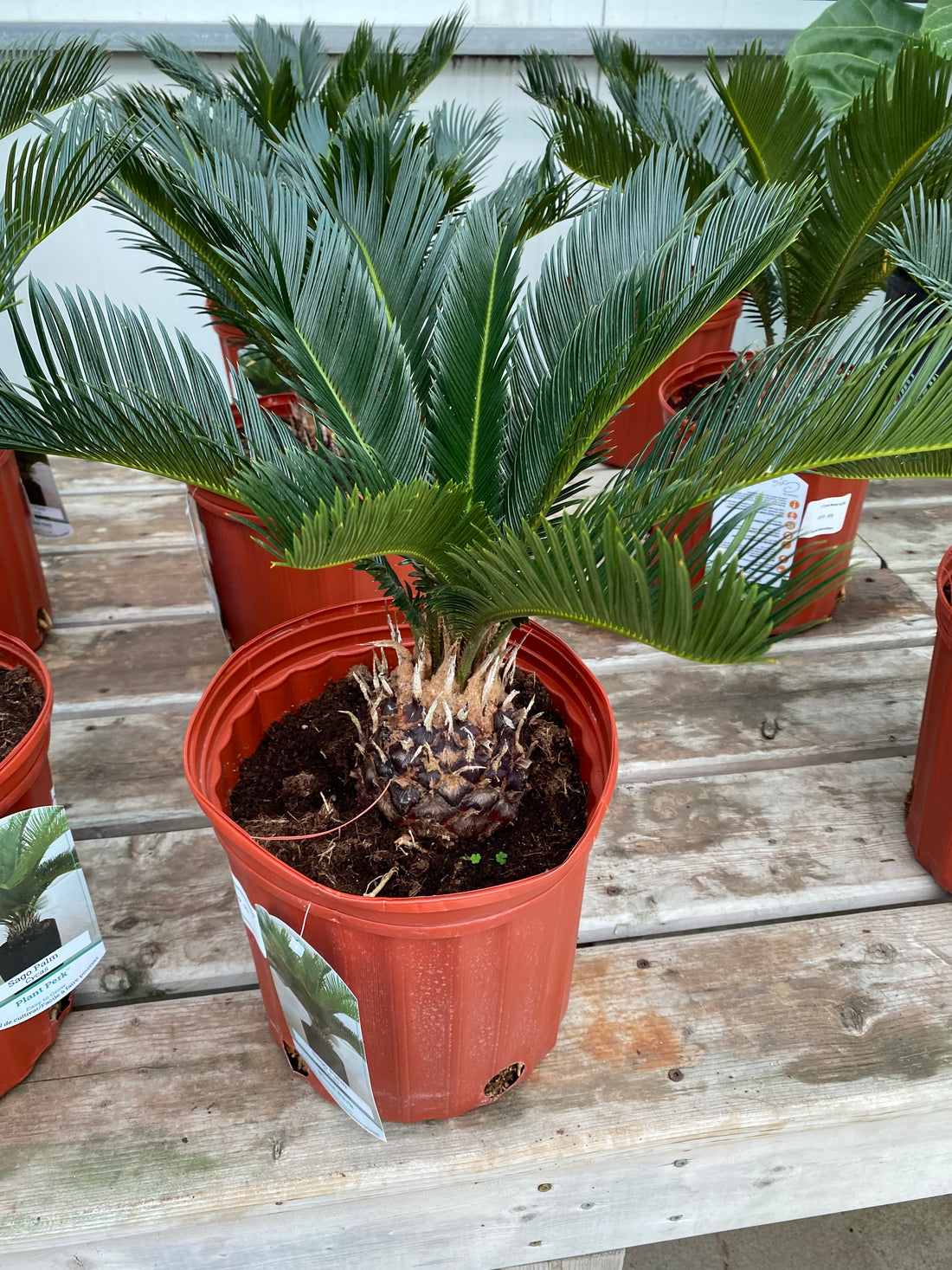 Can Palm Trees Grow In Cold Countries Plantsfordecor can-palm-trees-grow-in-cold-countries-plantsfordecor