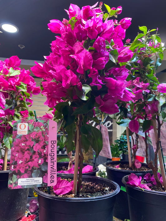 Bougainvillea