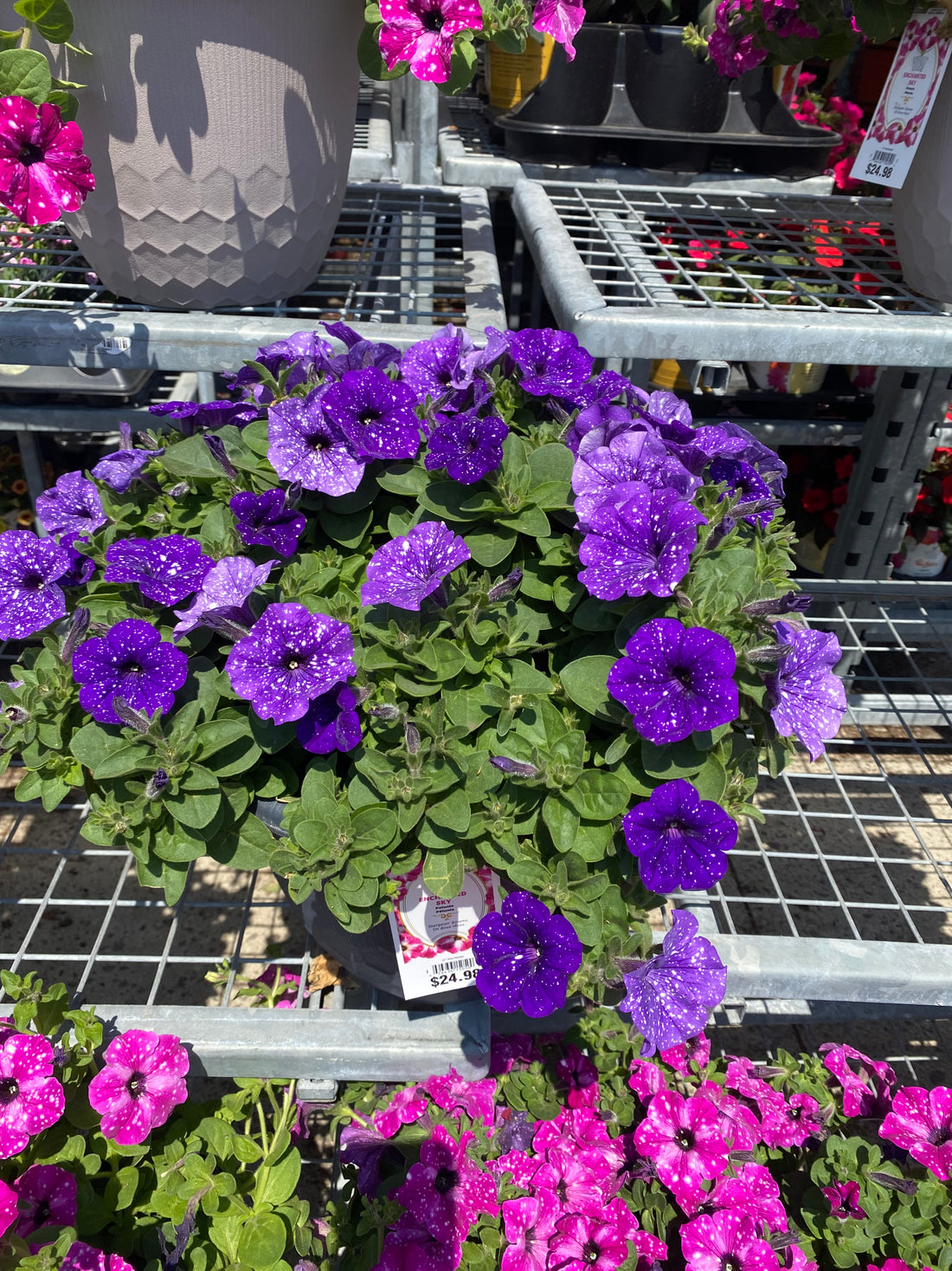 Petunia added to any floral arrangement will sparkle.