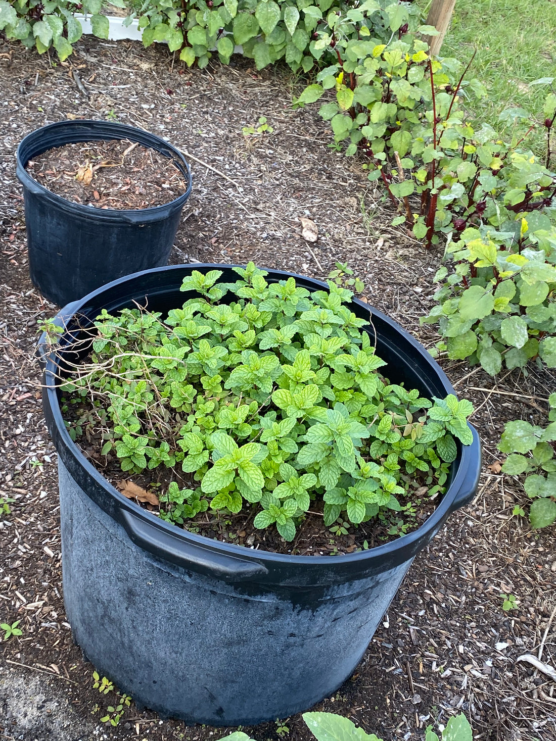 Nine Easy Vegetables for a Beginner’s Garden