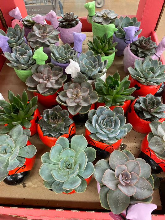 Venture Into the World of Succulents