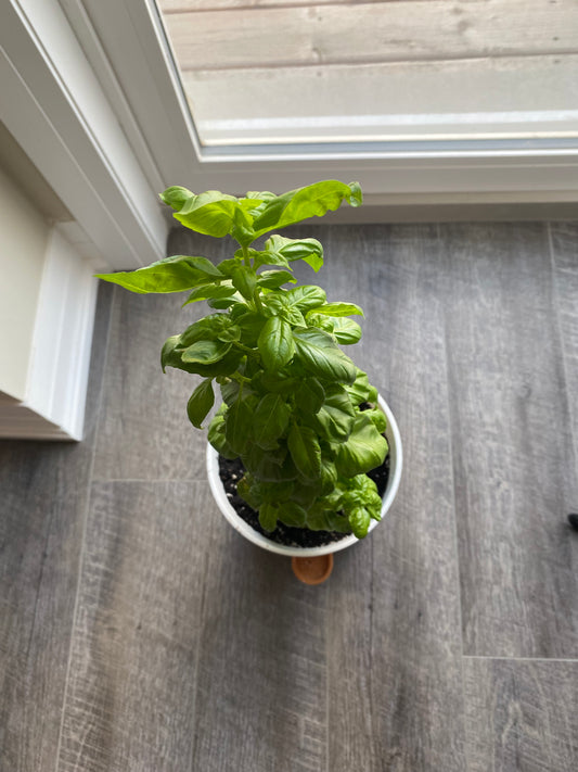 Basil in a self-watering container